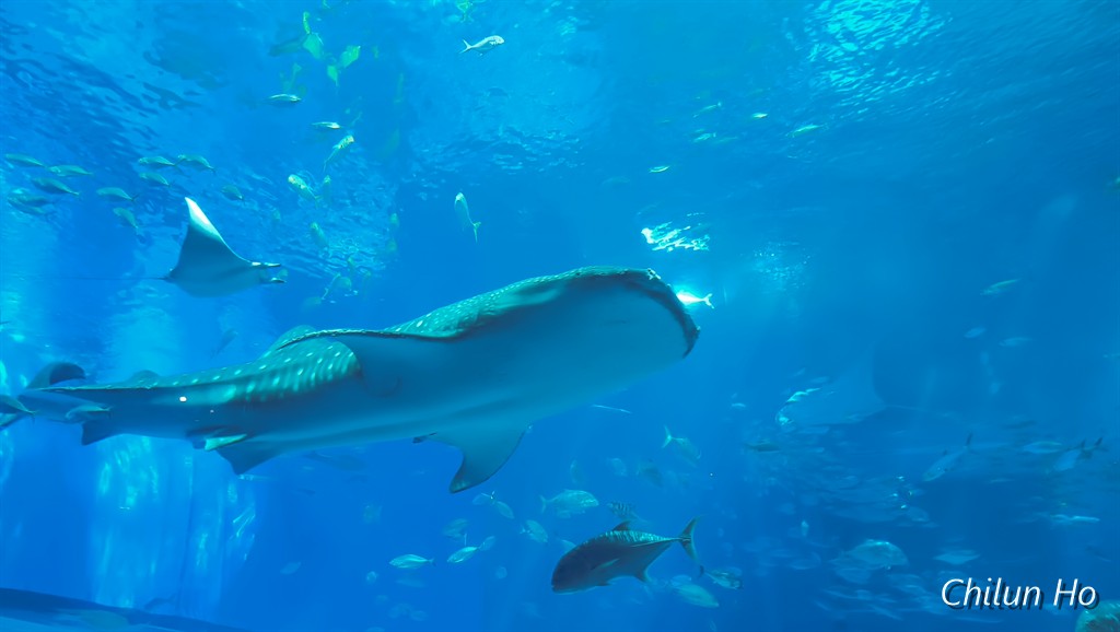 沖縄美ら海水族館
